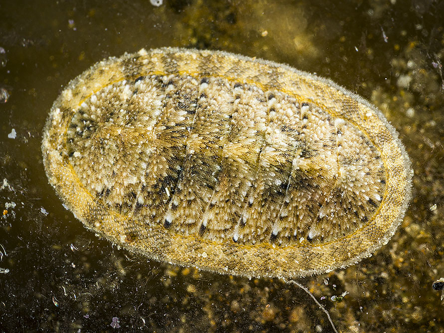 Chiton  11